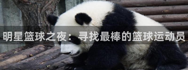 意昂平台登录入口2025：明星篮球之